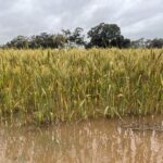 Harvest 2022 and Flood Resources